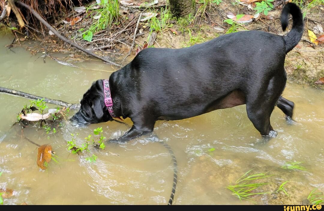 Alice hates rain and pooping in a muddy yard. She loves streams and