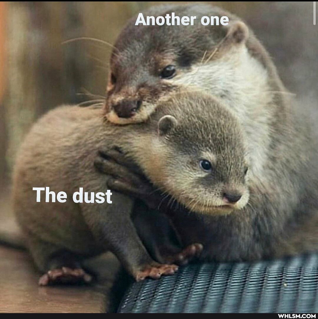 Another one I
Tine dust