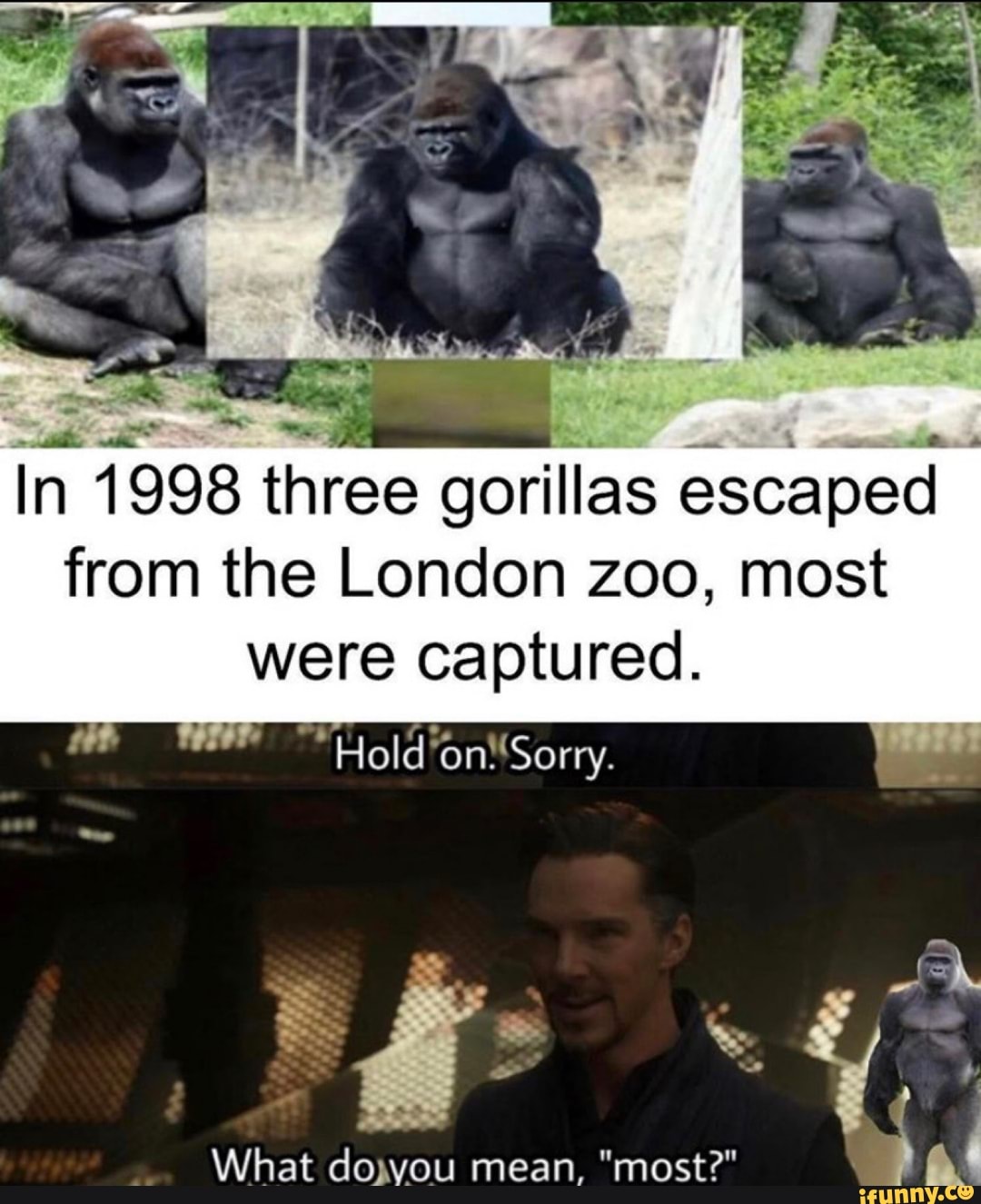 In n 1998 three gorillas escaped from the London zoo, most were ...