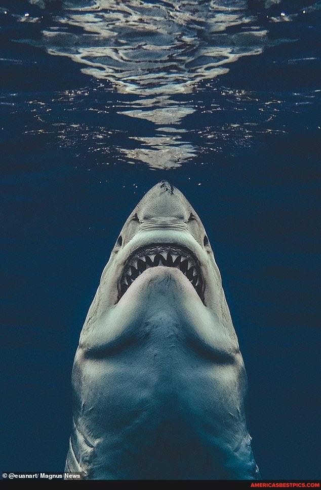 photographer, captures, real, life, jaws, image