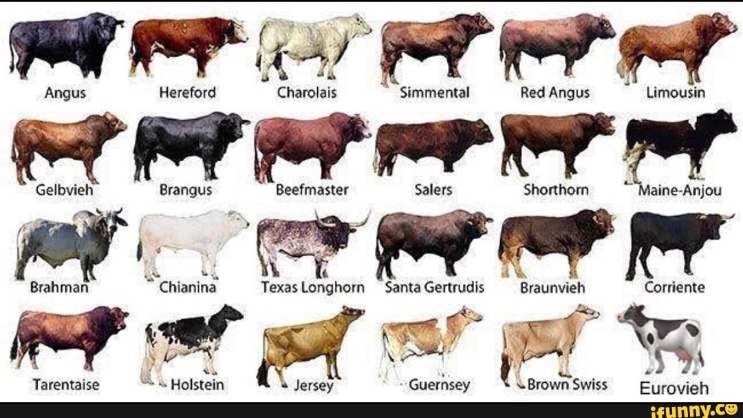 Simmental Memes Best Collection Of Funny Simmental Pictures On IFunny