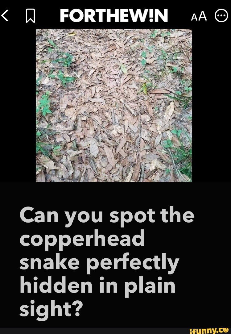 Copperhead memes. Best Collection of funny Copperhead pictures on iFunny