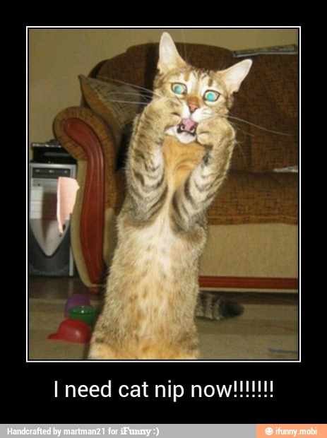 I need cat nip now!!!!!!!