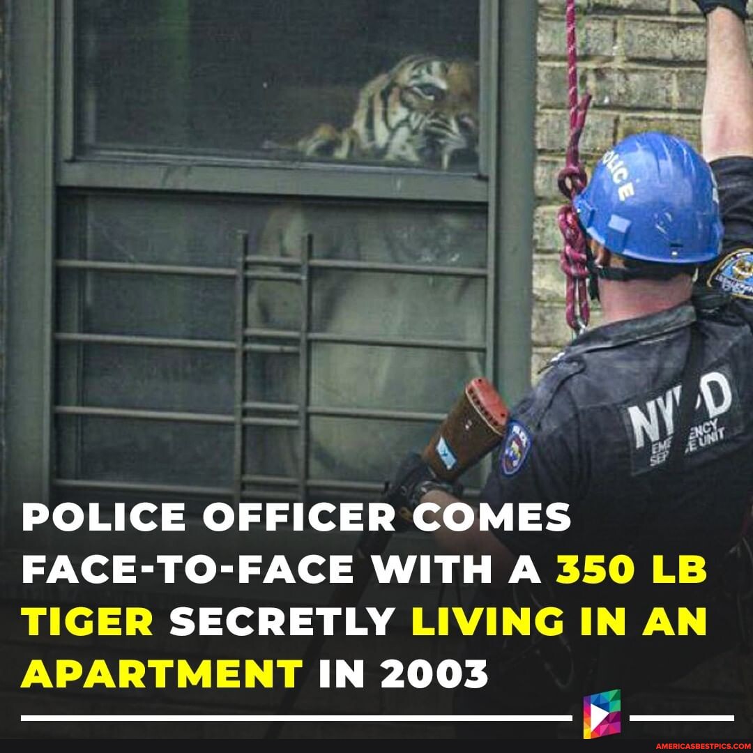 Ming, tiger rescued from Harlem apartment in 2003, has died - ABC7