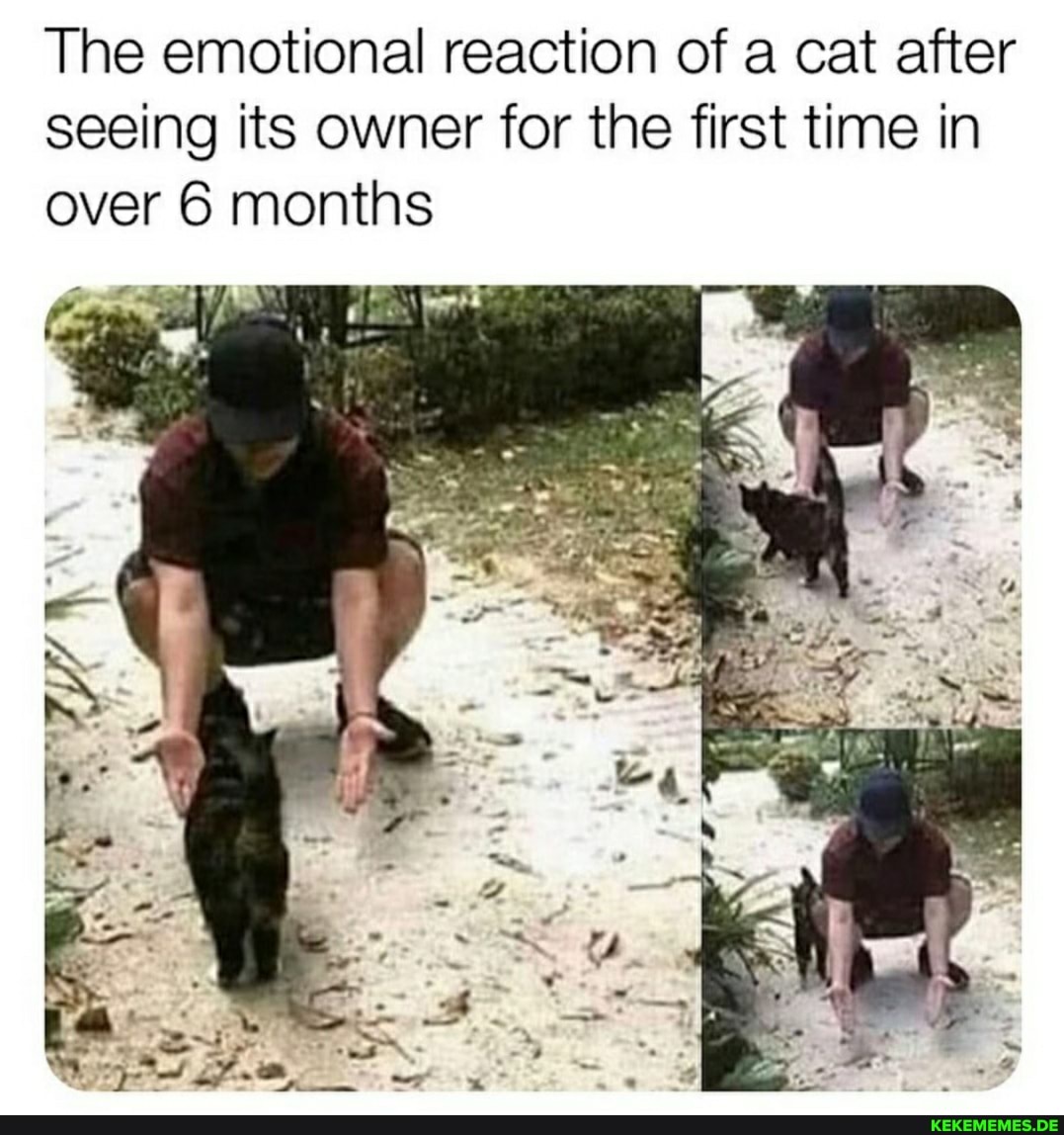 The emotional reaction of a cat after seeing its owner for the first time in over 6 months