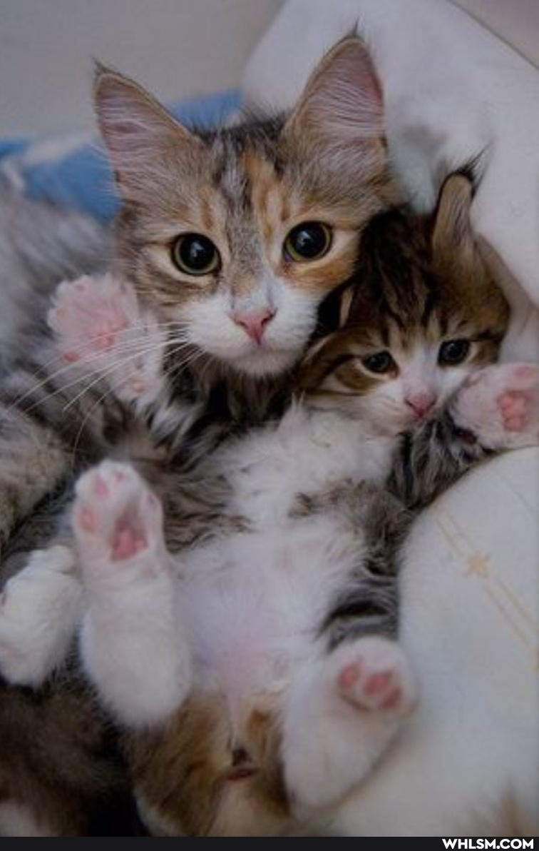 cat, cats, kitten