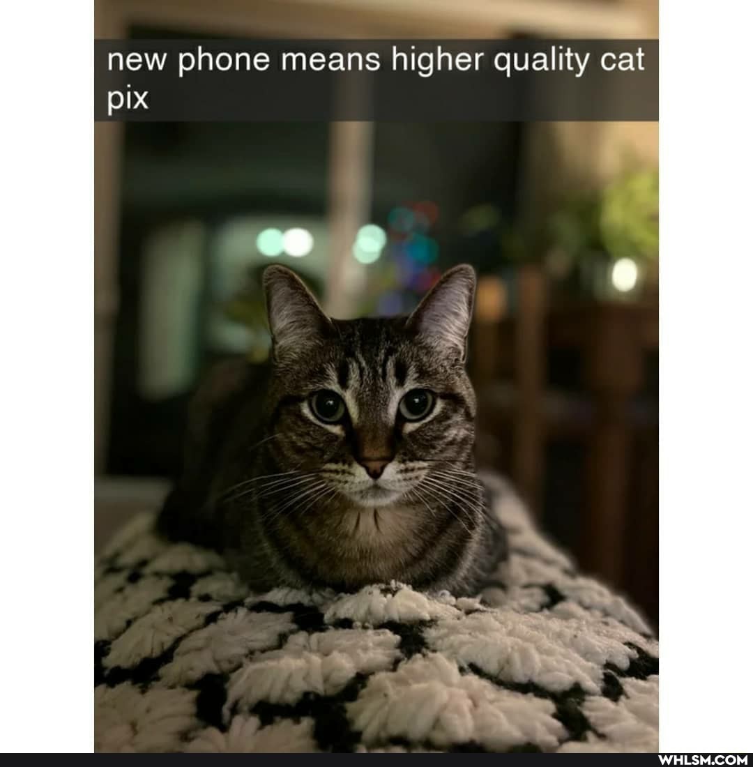 new phone means higher quality cat
pix