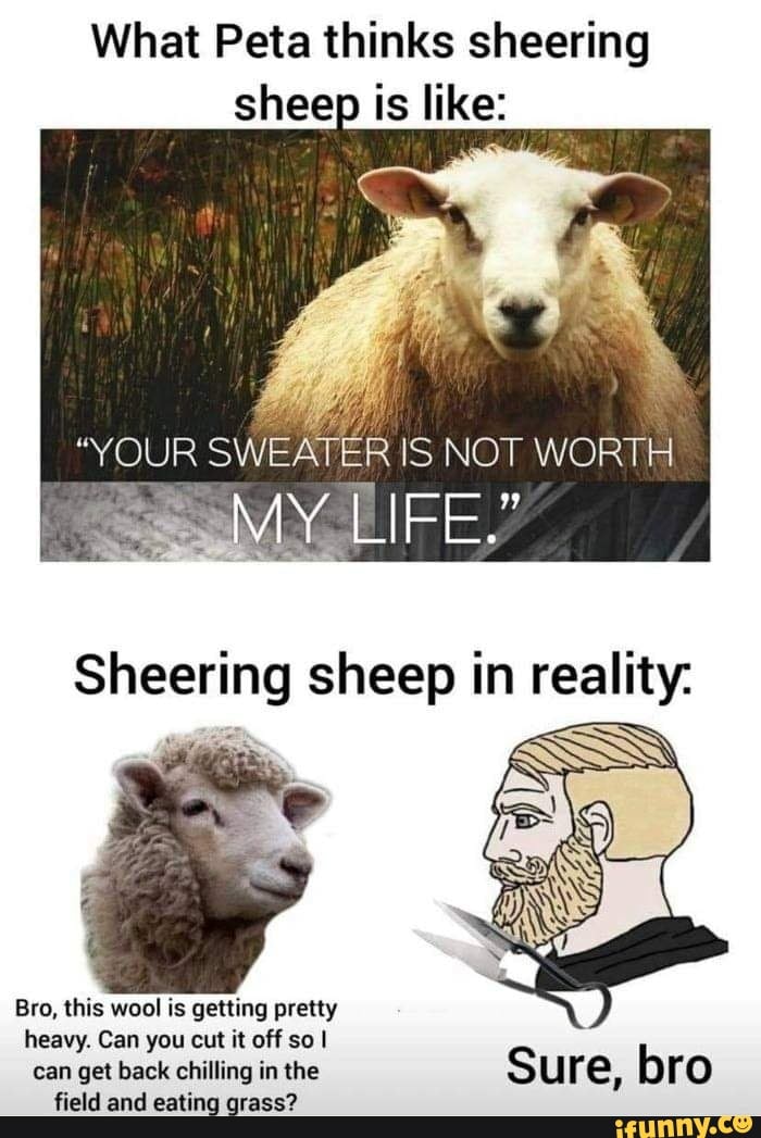 What Peta thinks sheering sheep is like: she IS NOT WORTH MY Sheering ...