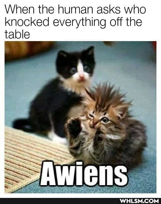 When the human asks who knocked everything off the table