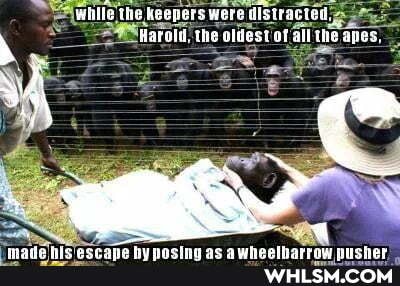 whils the Keepers were distracted,
Bareld, the oleest af all ike apes.