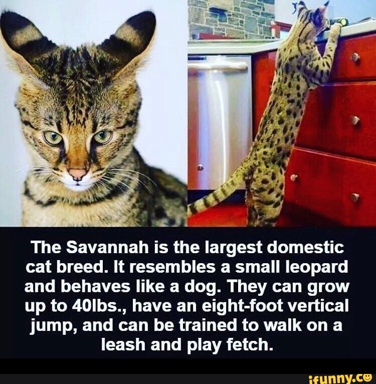 The Savannah is the largest domestic cat breed. It resembles a small