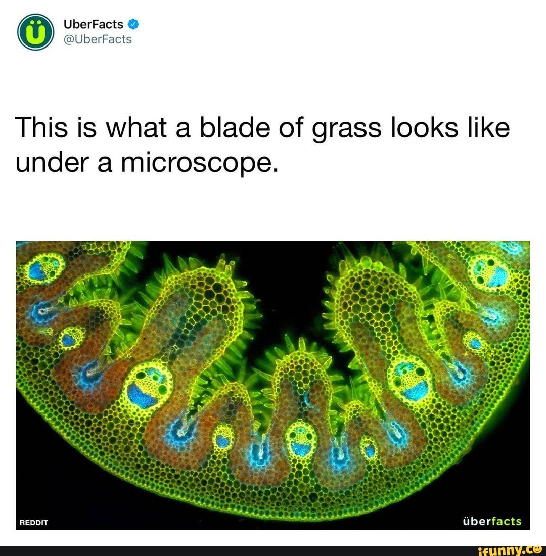 UberFacts UberFacts This is what a blade of grass looks like under a