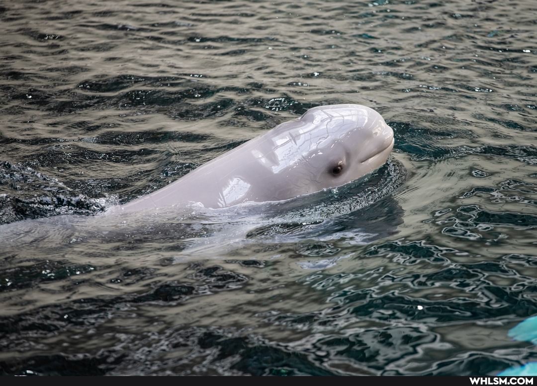 baby_animals, aquarium, beluga_whale