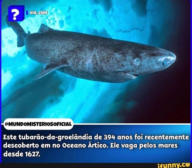 2 jus
Dê
EMUNDOMISTERIOSOFICIAL
Este tubarão-da-groelândia de 394 anos foi recentemente descoberto em no Oceano Ártico. Ele vaga pelos mares desde 1627.