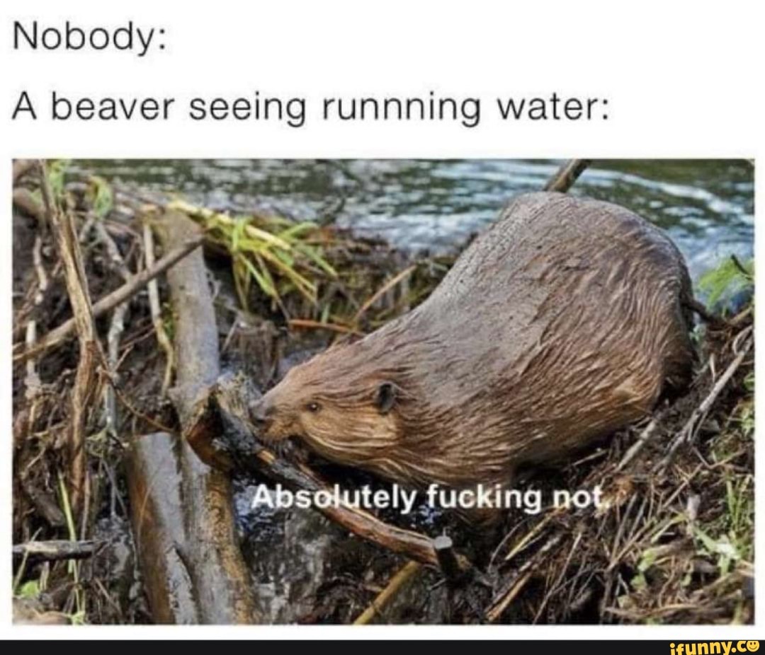 Nobody:
A beaver seeing runnning water:
gAbsoalutely fucking now,