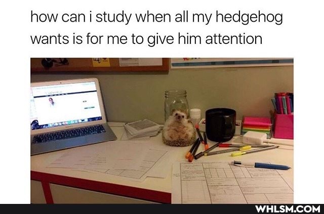 how can i study when all my hedgehog wants is for me to give him attention