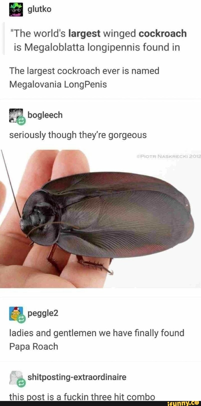 "The world's largest winged cockroach
is Megaloblatta longipennis found in
The largest cockroach ever is named
seriously though they're gorgeous
ladies and gentlemen we have finally found
Papa Roach
shitposting-extraordinaire
this post is a fuckin three hit combo