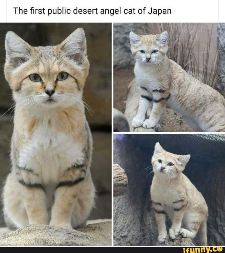 The first public desert angel cat of Japan iFunny