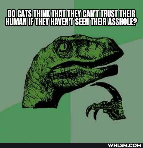 DO GATS THINK THAT THEY CAN TRUST THEIR HUMAN THEY HAVEN SEEN THEIR ASSHOLE?