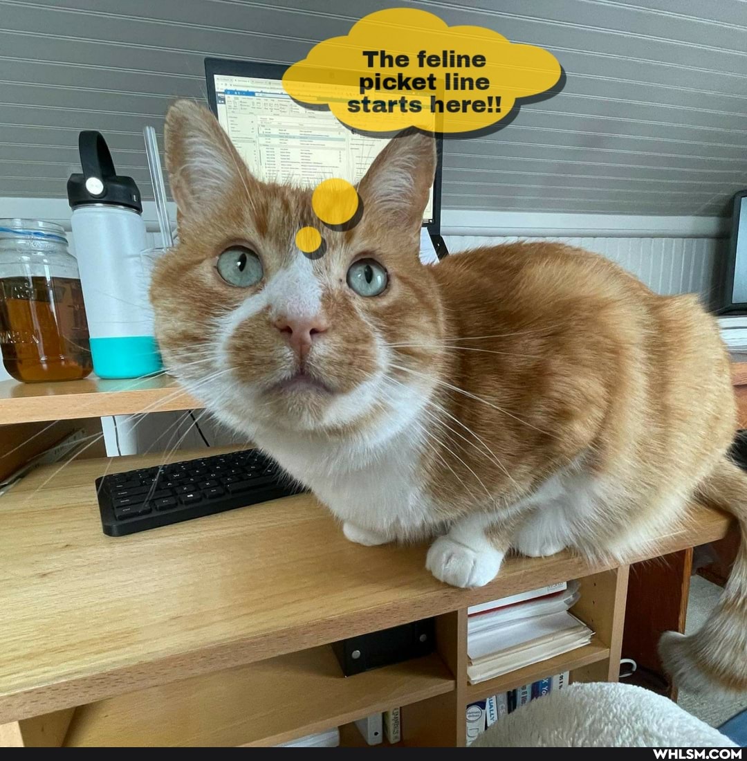 The feline picket line starts here!!