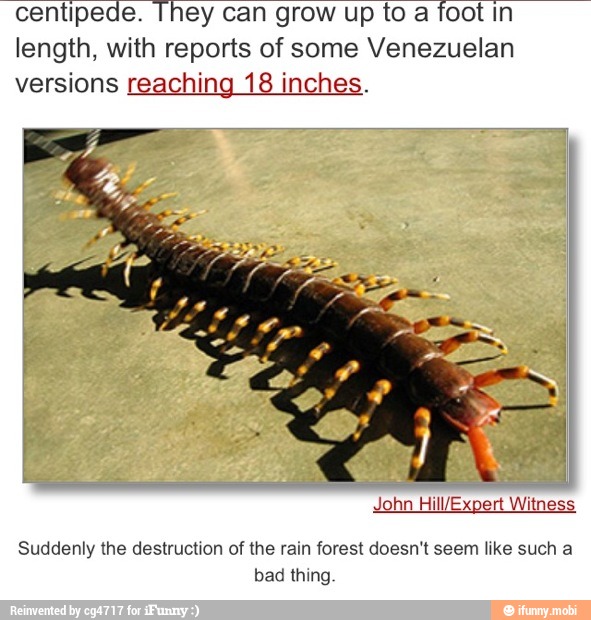 centipede. They can grow up to a foot In
length, with reports of some Venezuelan
versions reaching 18 inches.
John Hill/Expert Witness
Suddenly the destruction of the rain forest doesn't seem like such a
bad thing.