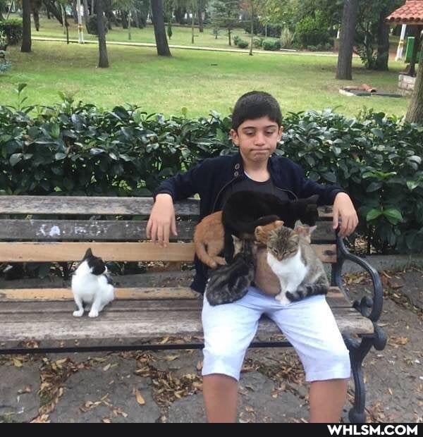 funny, cute_cat