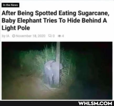 After Being Spotted Eating Sugarcane,
Baby Elephant Tries To Hide Behind A
Light Pole