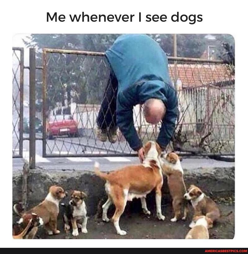 Me whenever see dogs