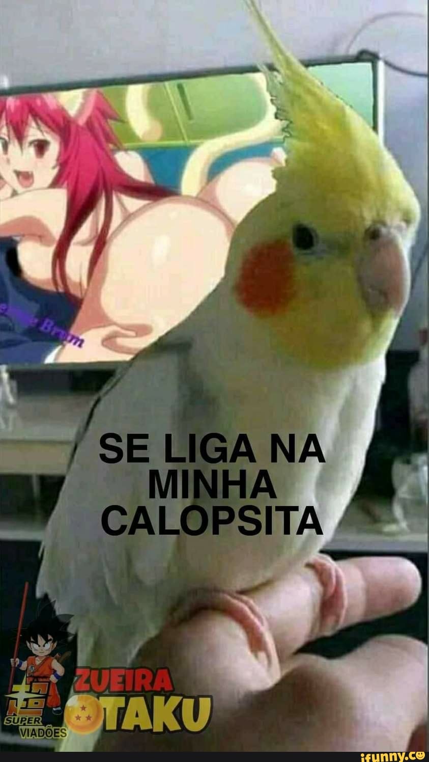 SE LIGA NA MINHA CALOPSITA /
Tá