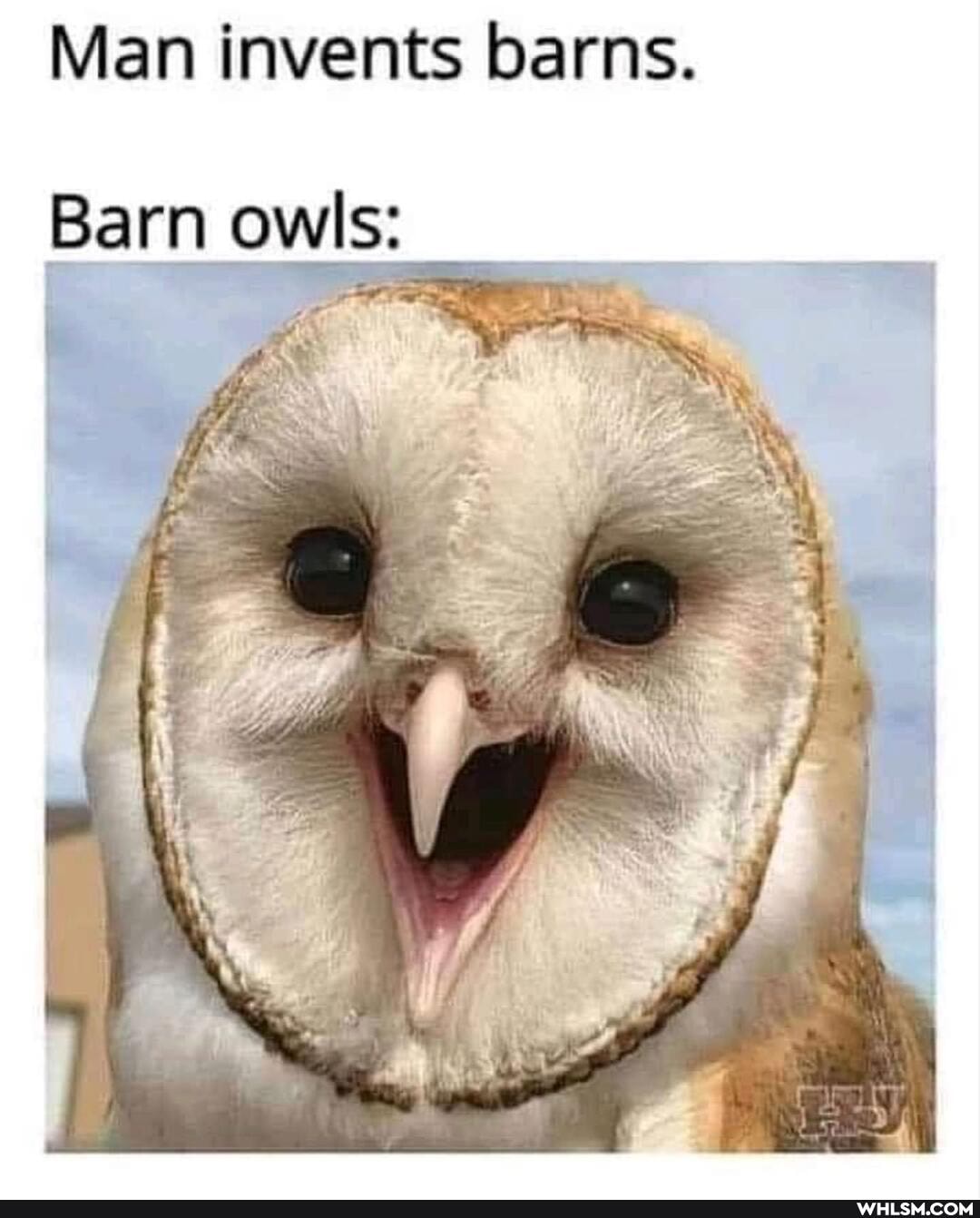 Man invents barns.
Barn owls: