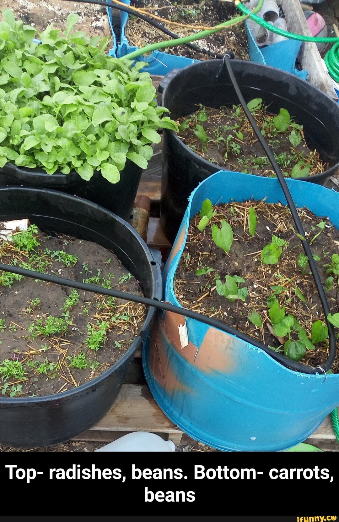 SE LA SSS
Top- radishes, beans. Bottom- carrots,
beans - Top- radishes, beans. Bottom- carrots, beans