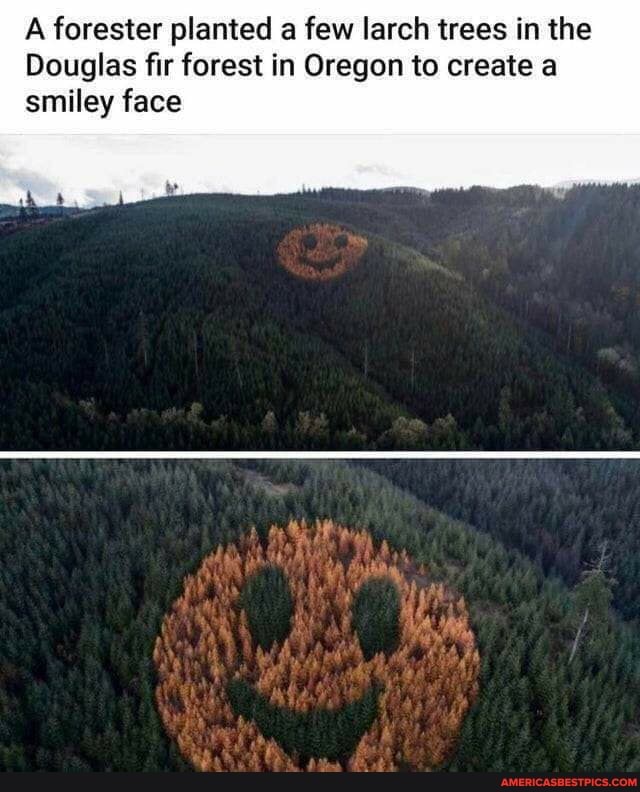 A forester planted a few larch trees in the
Douglas fir forest in Oregon to create a smiley face