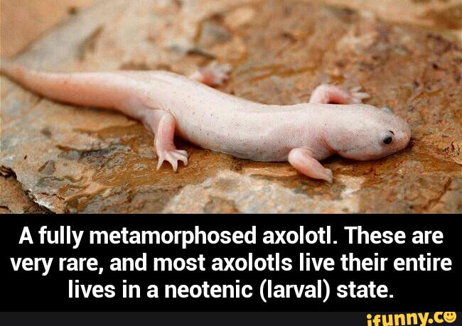 a-fully-metamorphosed-axolotl-these-are-very-rare-and-most-axolotls