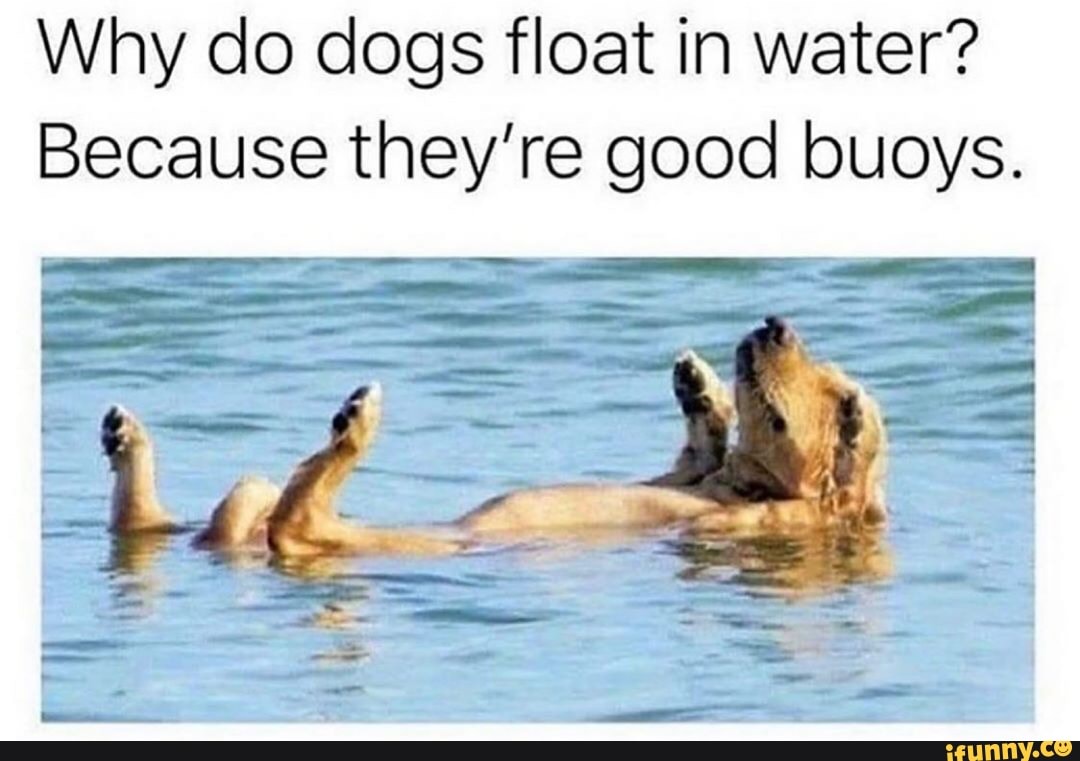 Why do dogs float in water? Because they're good buoys. - iFunny