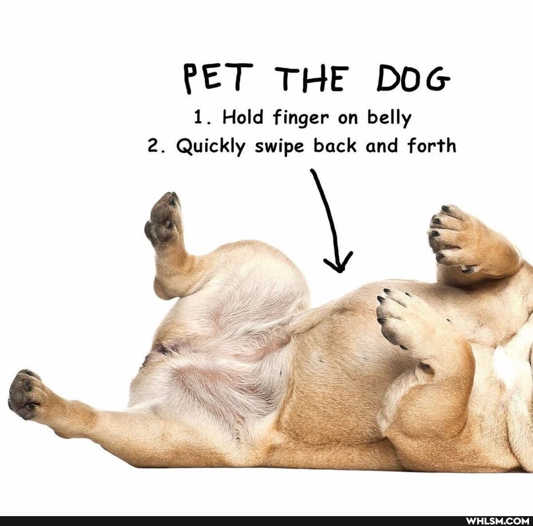 PET THE DOG
1. Hold finger on belly
2. Quickly swipe back and forth