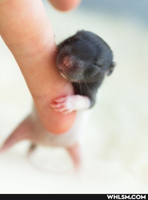 cute_animal, baby_animals, rats, adorable