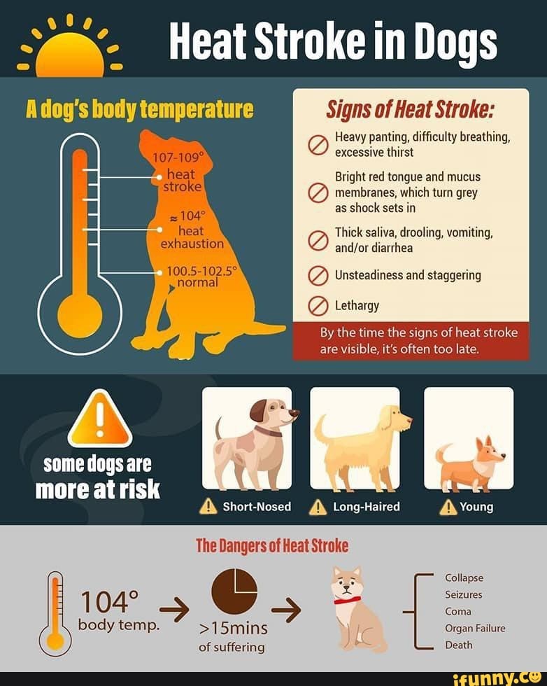 Heat Stroke in Dogs Signs of Heat Stroke: Heavy panting, difficulty ...