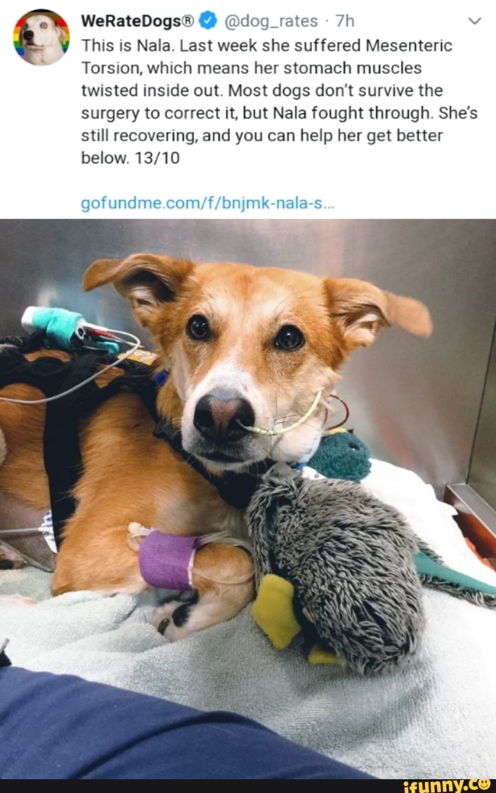 This is Nala. Last week she suffered Mesenteric Torsion, which means