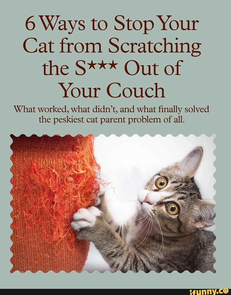 6 Ways to Stop Your Cat from Scratching the S*** Out of Your Couch What