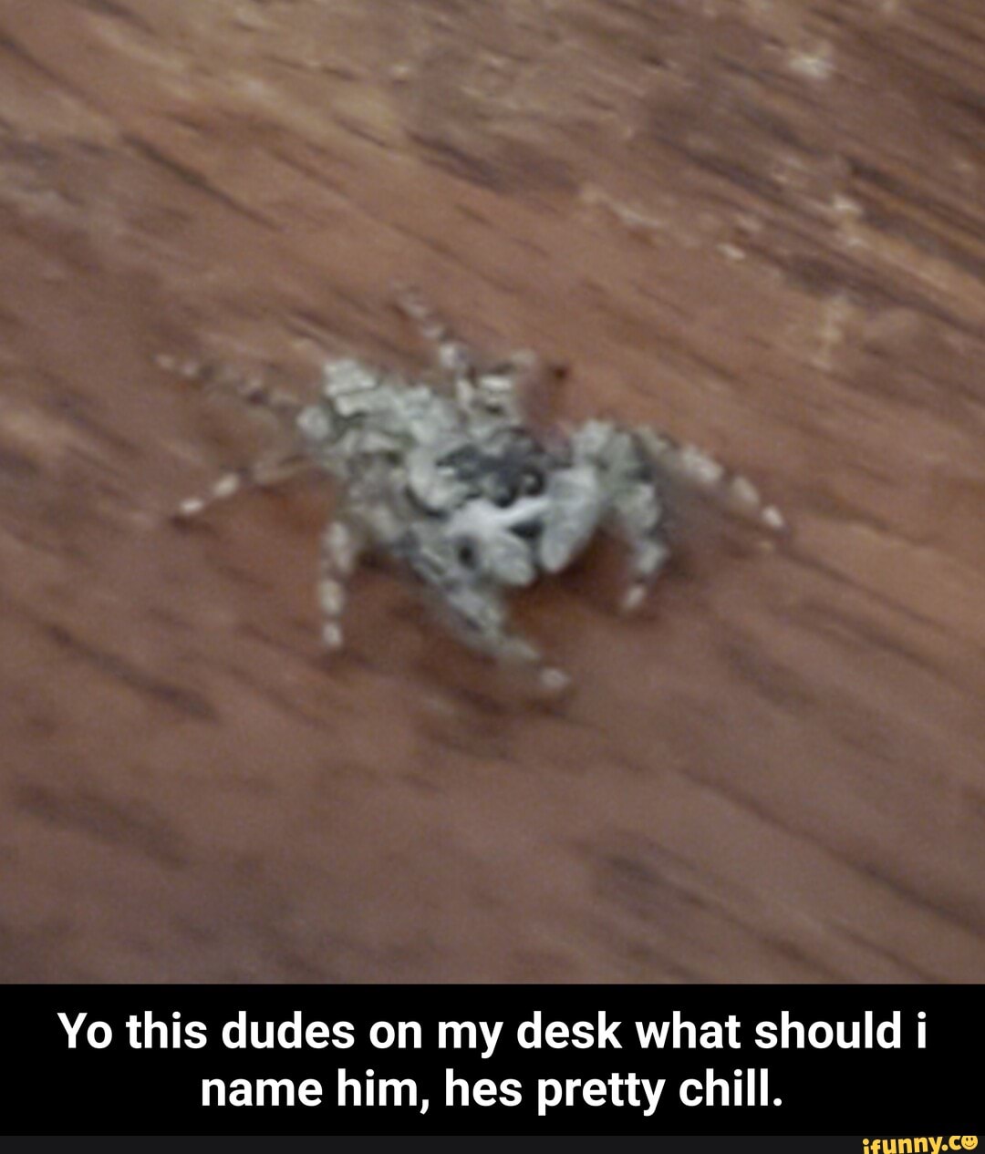 Yo this dudes on my desk what should i
name him, hes pretty chill. - Yo this dudes on my desk what should i name him, hes pretty chill.
