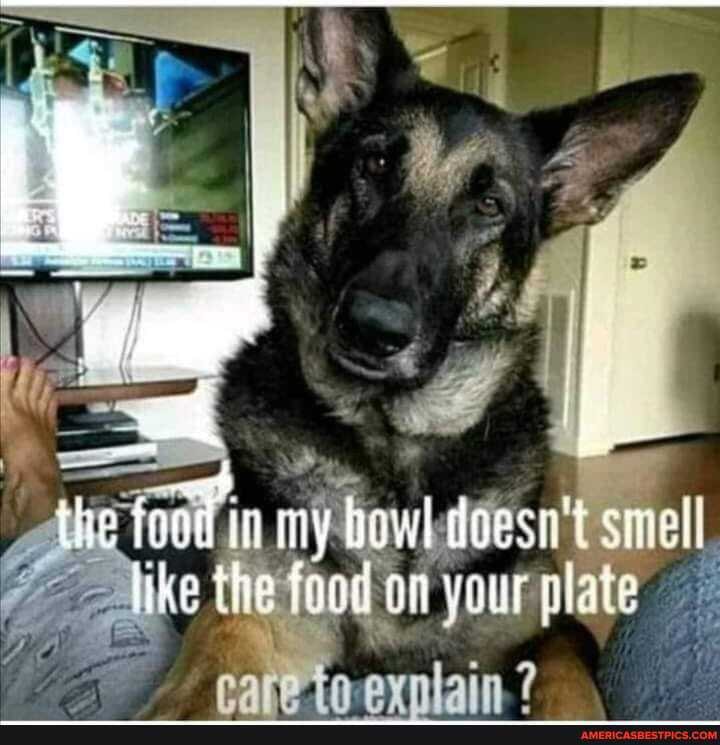 tie feod in my bowl doesn't like the food on yaur plate