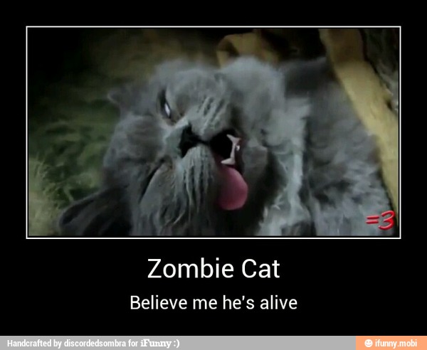 Zombie Cat
Believe me he's alive - Zombie Cat
Believe me he's alive