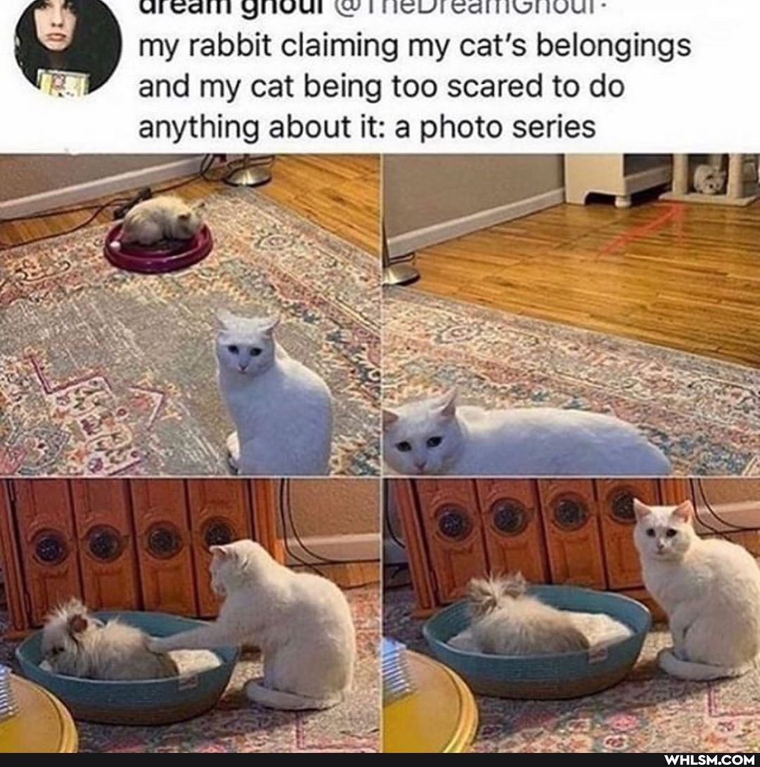 my rabbit claiming my cat's belongings and my cat being too scared to do anything about it: a photo series
