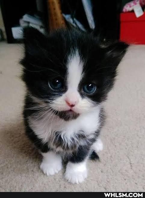 cats, kitten, kittens
