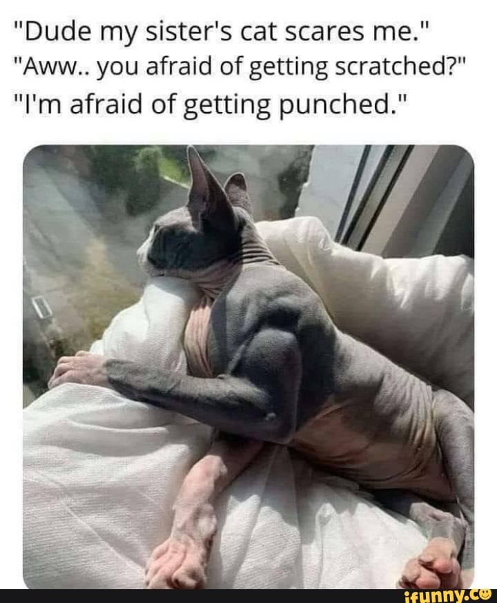 "Dude my sister's cat scares me."
"Aww.. you afraid of getting scratched?"
"I'm afraid of getting punched."