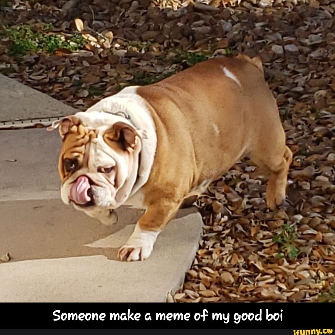 Someone make a meme of my good boi