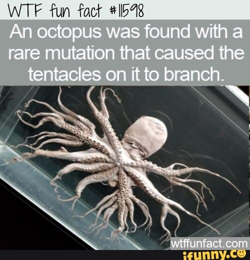 A rare mutation causing the tentacles on the octopus to branch :  r/interestingasfuck