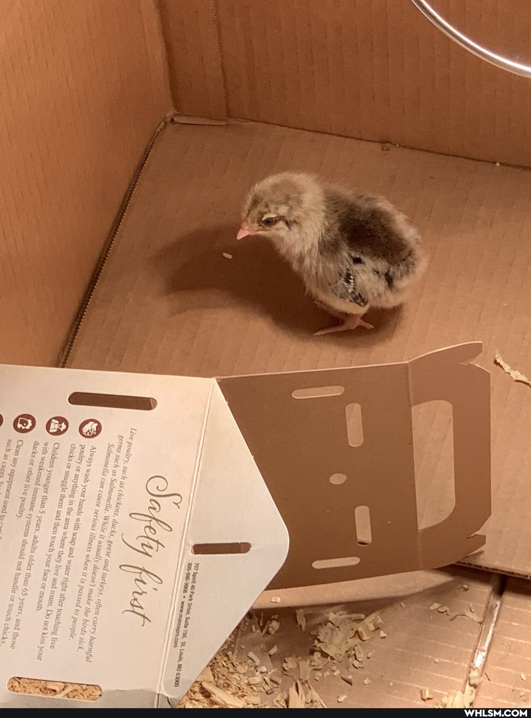 chicken_nuggets, six_piece_nuggets, were_all_gonna_die, howsyallsquarantinegoing, baby_animals