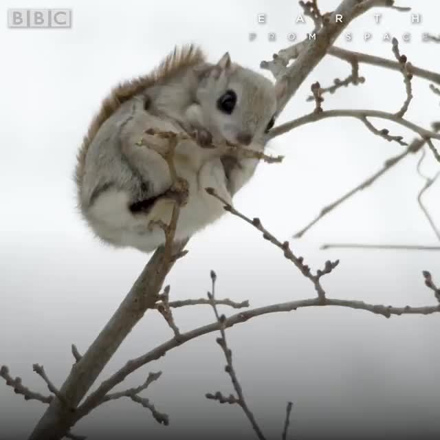 The rare Flute squirrel. It plays the flute. )
