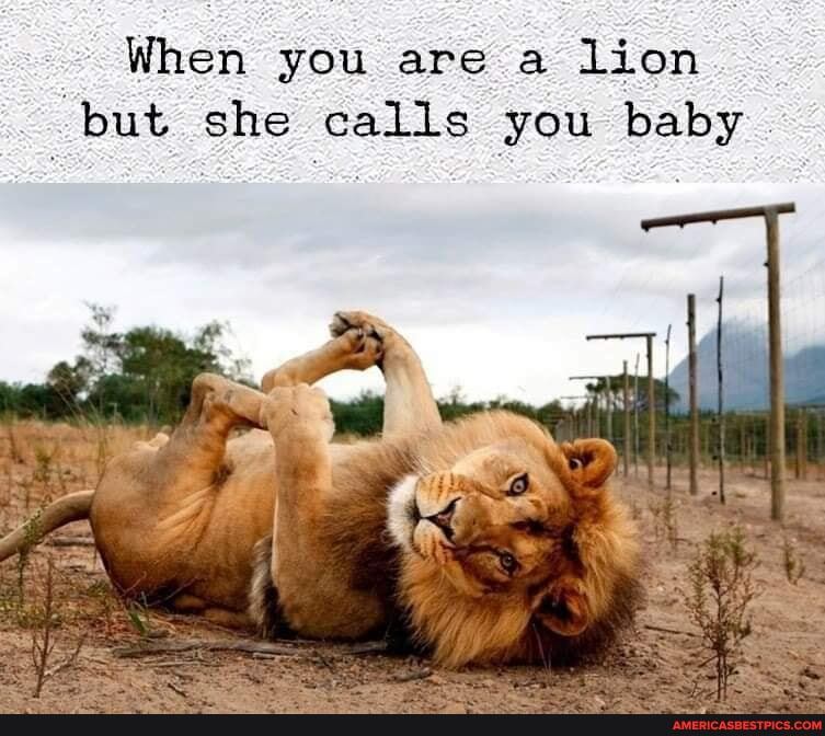 When you are a lion but she calls you baby